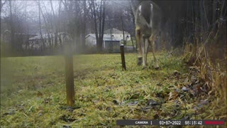 Backyard Trail Cams - Deer at Fence