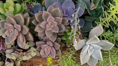 succulents on the trunk