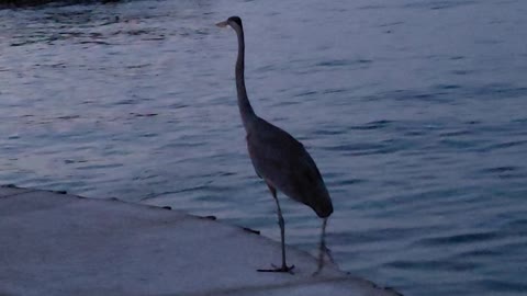 A Herring Waiting Around For Free Food