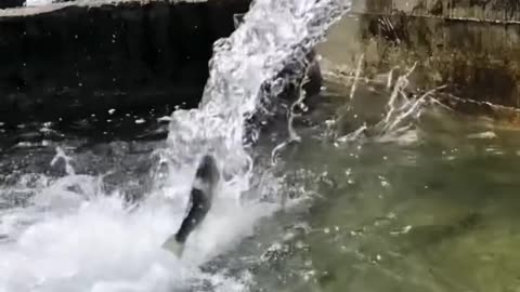 Awesome fish jumps