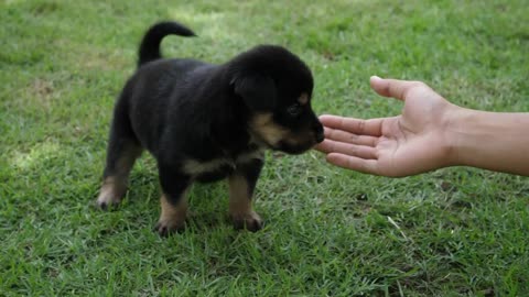 Cute Puppy Baby Dog Playing In The Green Park