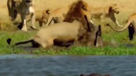 "Nature's Cruel Reality: Impala's Last Stand - Male Lions Always Eat First"