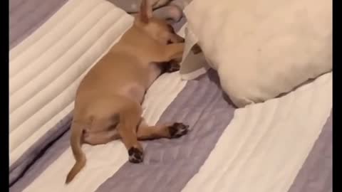 Chihuahua se hace el dormido