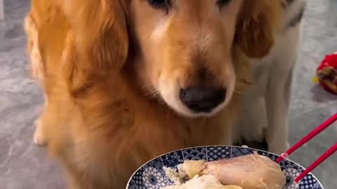 The Dog Funny Moments l Dog Eating Well