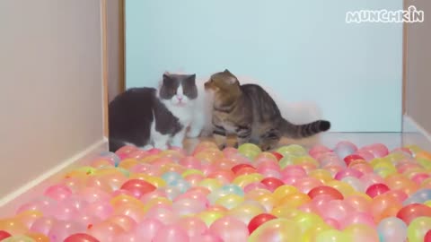 Can Cats Walk On Water Balloon Floor?