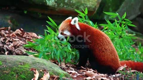 A red panda eating bamboo leaves