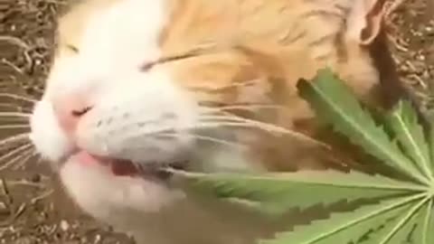 Chats Et Chatons Drôles Miauler. Compilation [HD]