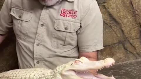 Coconut the albino gator loves her back scratches