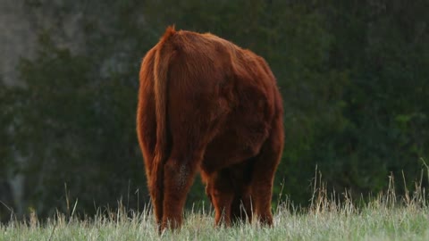 Cow In Field Eating Grass Tight Shot