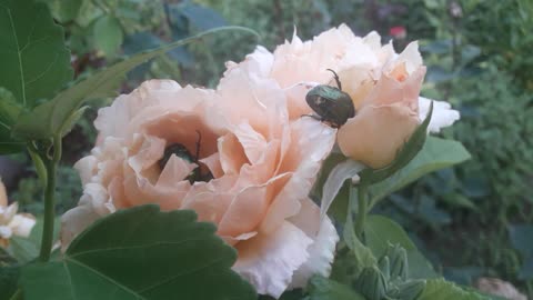 Beetles and roses