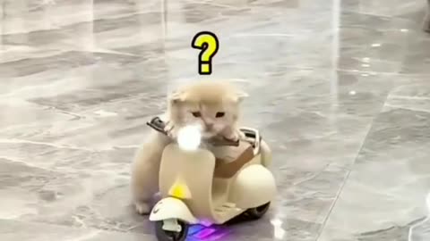 A new motorcycle 🐈🏍️😻