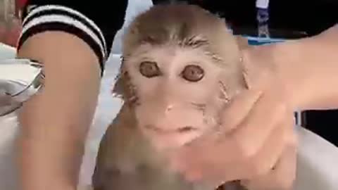 monkey funny videos whatsapp status