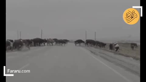 Cows slip on the frozen road