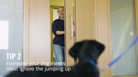 How to Get Your Dog to Stop Jumping Up