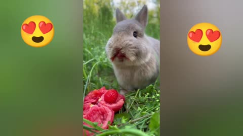 the pretty Very cute little rabbits who eat fruit