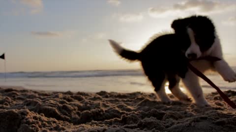 Happy puppy playing on the beach 🔥