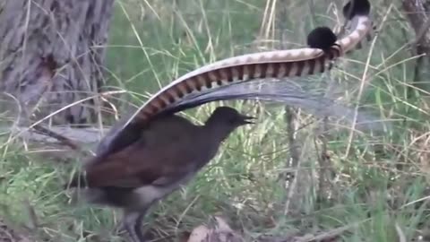 Wonderful Dance Of A Strange Bird #shorts #viral #shortsvideo #video