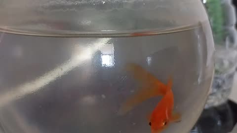 How many likes for Henry, my sons goldfish???