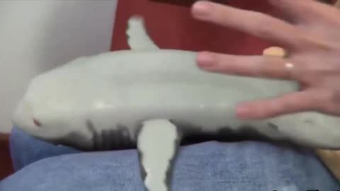 Laughing Shark Tickling sharks Funny shark Baby Shark so cute