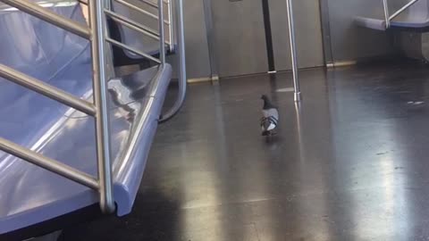 Pigeon in subway flies out of door when subway stops and opens