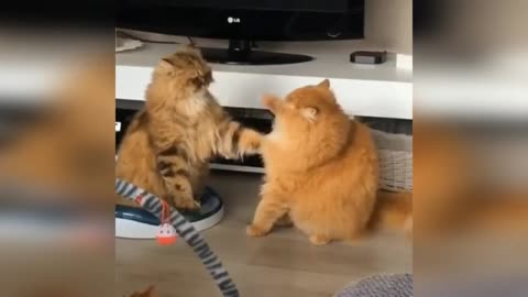 Funny cats and dog gifs!