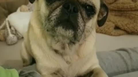 Cream pug gets head massaged while in bed