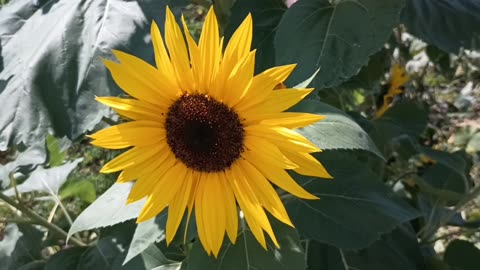 Sunflower