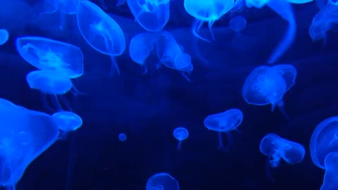 Jellyfish jellyfish