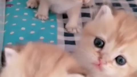 How to make Baby cats salad , funny videos of thhe week #short 56