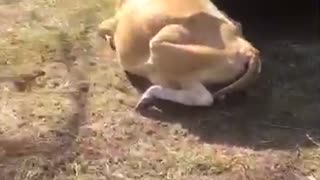 Dairy Cow Gets Head Stuck in Truck Wheel Well