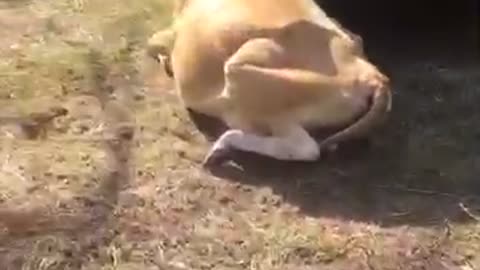 Dairy Cow Gets Head Stuck in Truck Wheel Well