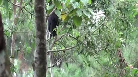 Purple-Faced Langur |The Purple Faced Langur