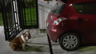 Bulldog Trying to Look in the Window