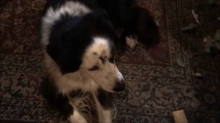 Guilty Dog refuses to look at owner after eating couch