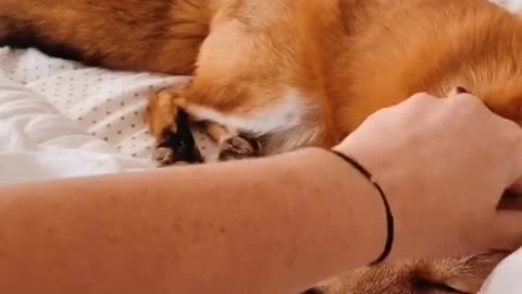 Happy Fox Goes Viral