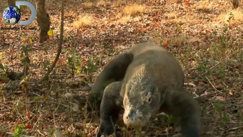 A clashing battle between Komodo Dragon and King Cobra Real footage