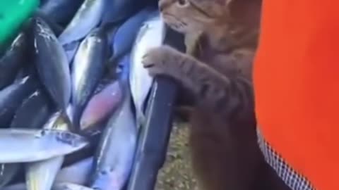 Chat au marché