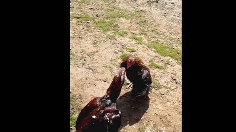 Cockfighting😳😳Watch it.