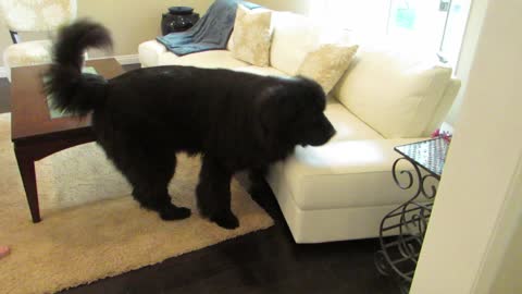 Adorable game of hide-and-seek between toddler and dog