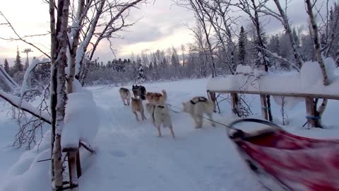 Training the husky puppies