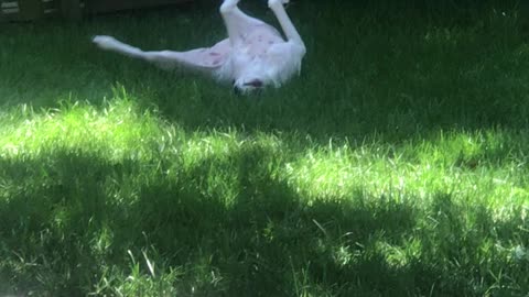 Dog rolling in bunny poop