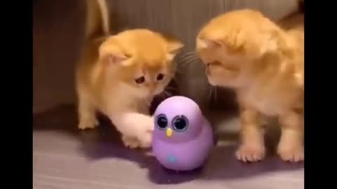 Cats play with toys😀😀😀😂