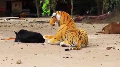 beast prank video | wild animal | tiger prank