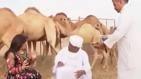 Camel hitting a man