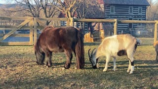 Goats in the wind 03.2021