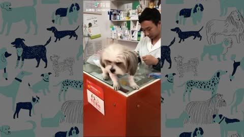 Funny Dogs taking Injection Compilation | Dogs getting shots