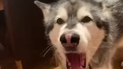 HUSKY DONT LIKE SLEEPING CAT TRICK SHOTS