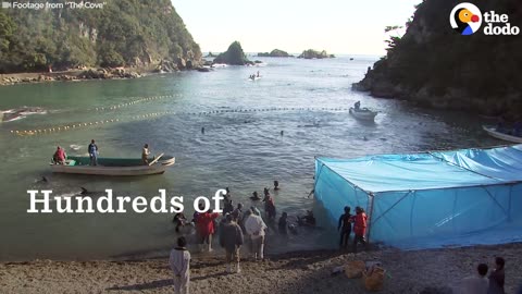 Dolphin Hunt in Japan Killing Hundreds Starts Again Today | The Dodo