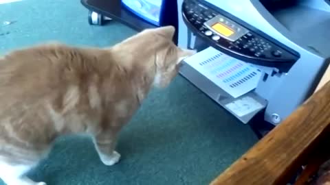 Cat funny reaction when a paper comes out of printer