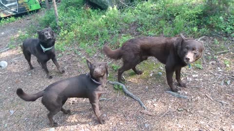 Crazy Dogs Manage To Stay Stunningly Still